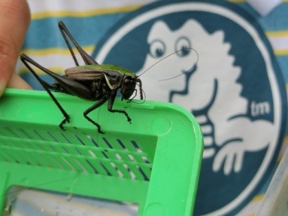 �������݂̂������q��8���E�o�b�^