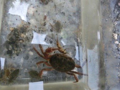 �������݂̂������q��8���E�T���K�j