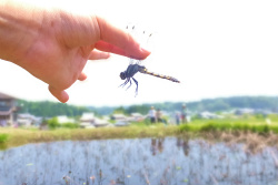 20160522�������݂̂����{�n��̂Ƃ��1