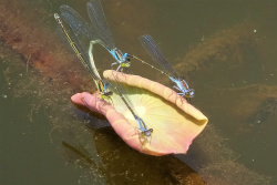 20160522�������݂̂����{�n��̂Ƃ��2