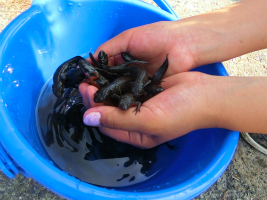 6���̎��q���E�ޏ�ώ@