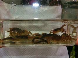 ���q��7���삠����5