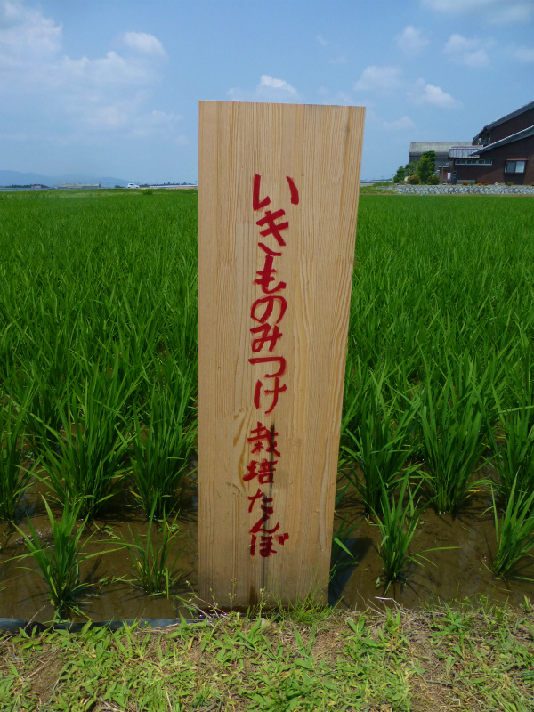 �������݂̂����t�@�[���E�H�_���E�c��ډ摜